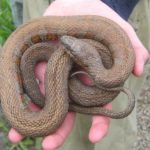 N. sipedon adult in hand coiled2