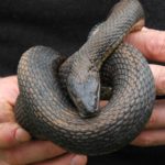 N. sipedon brown adult coiled in hands C. Slesar copy