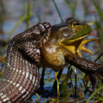 N. sipedon eating L. catesbeianus Mark Krautheim