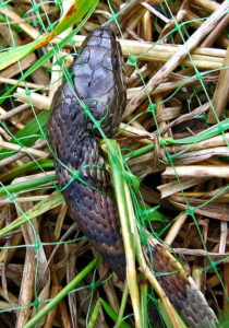 N. sipedon tangled in erosion control matting (copyright M. Backus and used by permission)