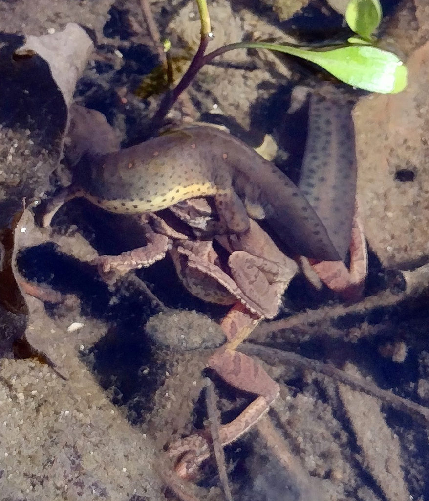 An adult Eastern Newt grasping a pair of Spring Peepers in amplexus