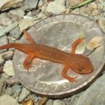 N. viridescens Red Eft on quarter K. briggs