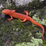 Red eft by T. Alexander