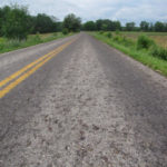 N.Leopard-frog-remains-on-road