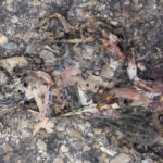 N.Leopard-frog-remains-on-road2