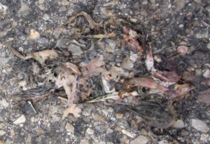 Remains of Northern Leopard frogs on a road in Salisbury Vermont. July, 2019. Photo courtesy of James Andrews.