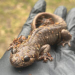 Northwestern Salamander, Molly Parren