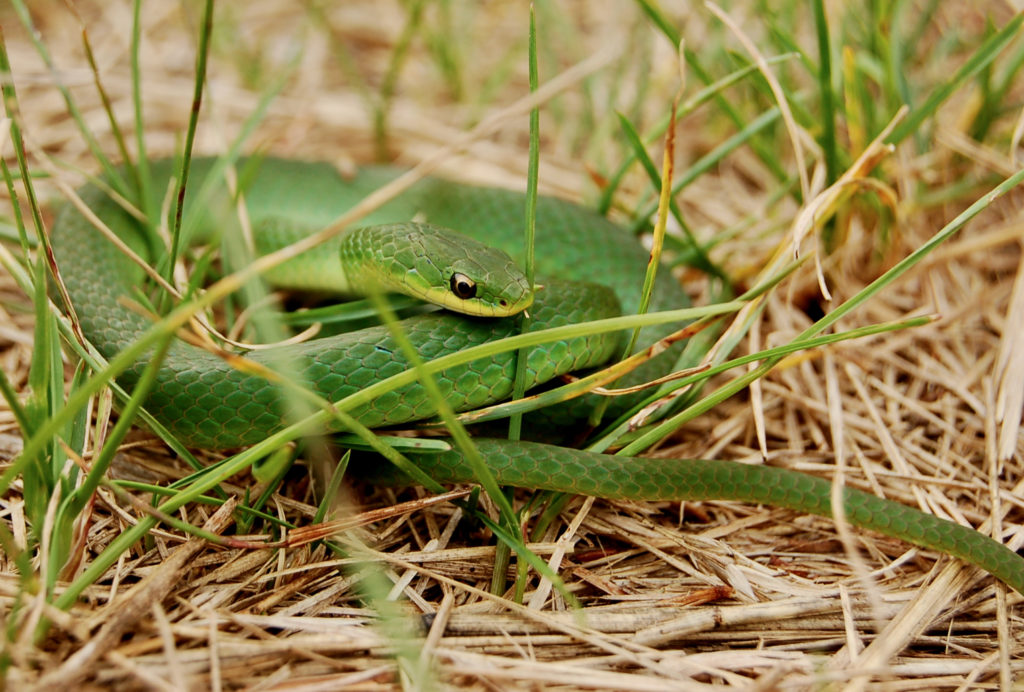 Smooth Greensnake (Opheodrys vernalis)