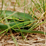 O-vernalis-adult.jpg