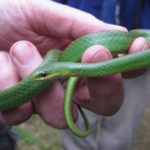 O-vernalis in hand Ron Payne