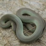 O. vernalis dark N. Arms