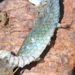 O.vernalis dead close up of scales ET