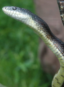 Eastern Ratsnake (Pantherophis alleghaniensis) adult head