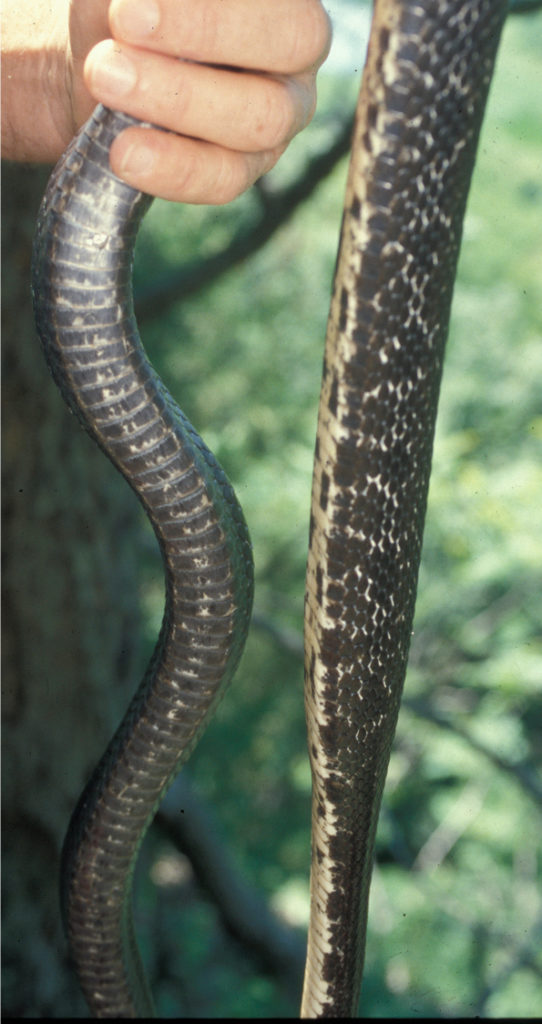 Eastern Ratsnake (Pantherophis alleghaniensis) ventral view