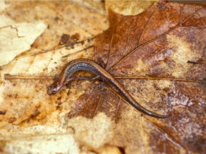 Eastern Red-backed Salamander (Plethodon cinereus)