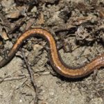 P-cinereus-pownal-kvbriggs
