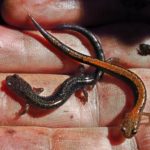 P-cinereus two morphs, Fairlee, April 20, 2016, Sue Morse
