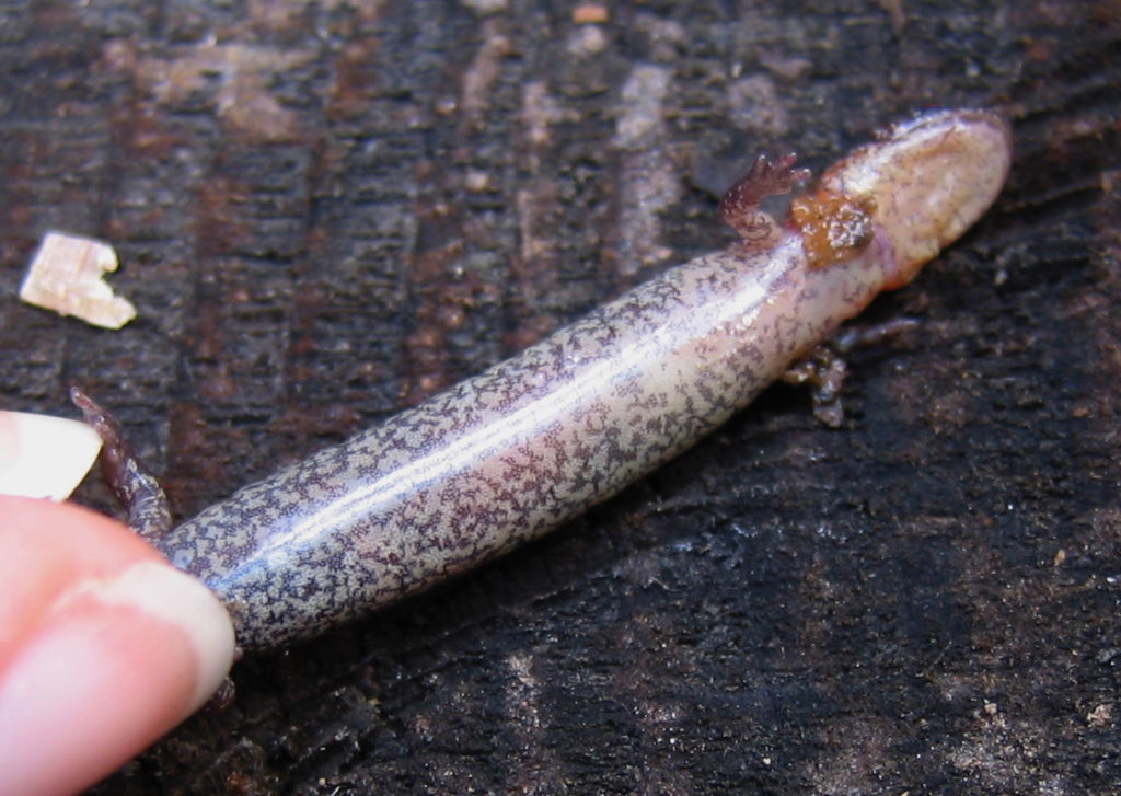 Eastern Red-backed Salamander (Plethodon cinereus) adult, ventral view