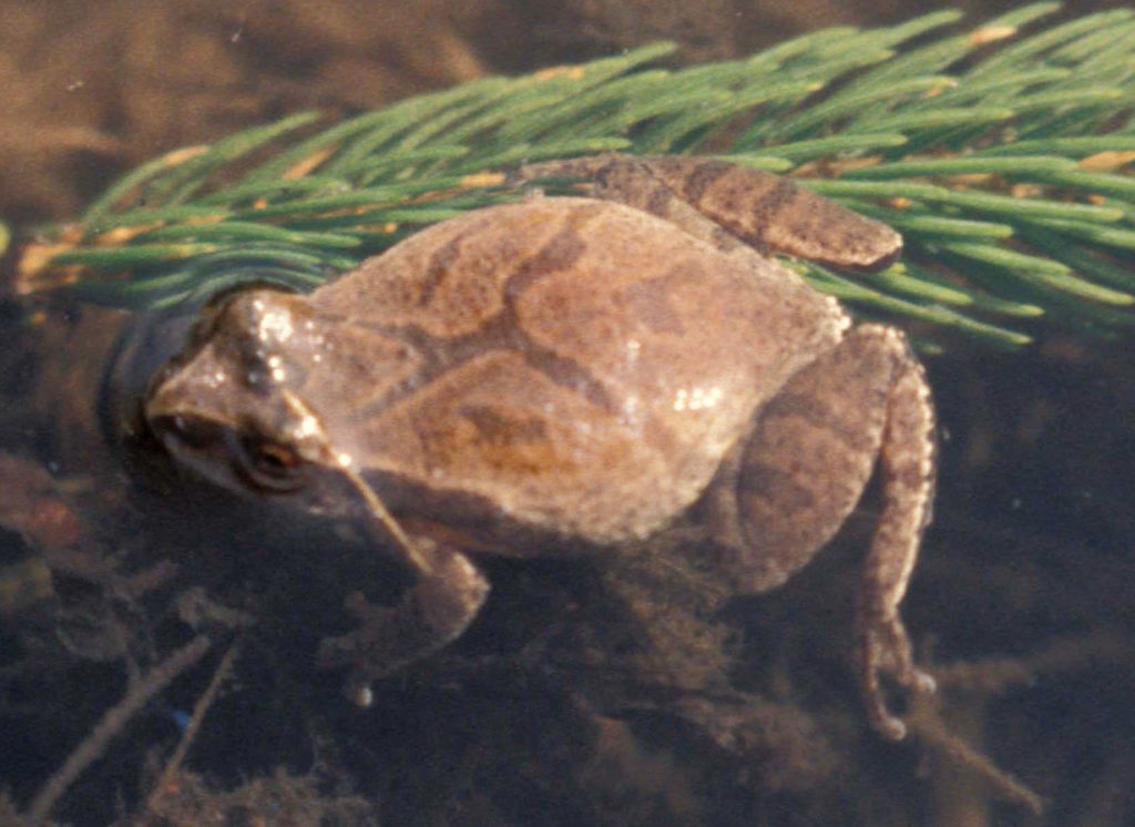 Spring Peeper (Pseudacris crucifer), a tiny brown frog. This view shows the darker brown X on its back, visible even when the frog is partially submerged in water.