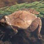 P-crucifer-adult.jpg