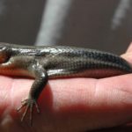 P-fasciatus, Virginia, June 19, 2016, Chris Slesar-2
