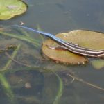 P-fasciatus on lily pad Amanda Black