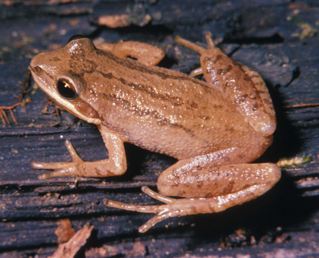 Boreal Chorus Frog (Pseudacris maculata). This frog is seen from above-left, showing light brown skin with three thin darker brown stripes: one along its spine and the others running from behind its eyes towards its hips.