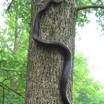 P. alleghaniensis climbing