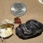 P.-alleghaniensis-embryo-7-Sudbury-September-9-2020-Kris-Andrews.jpeg
