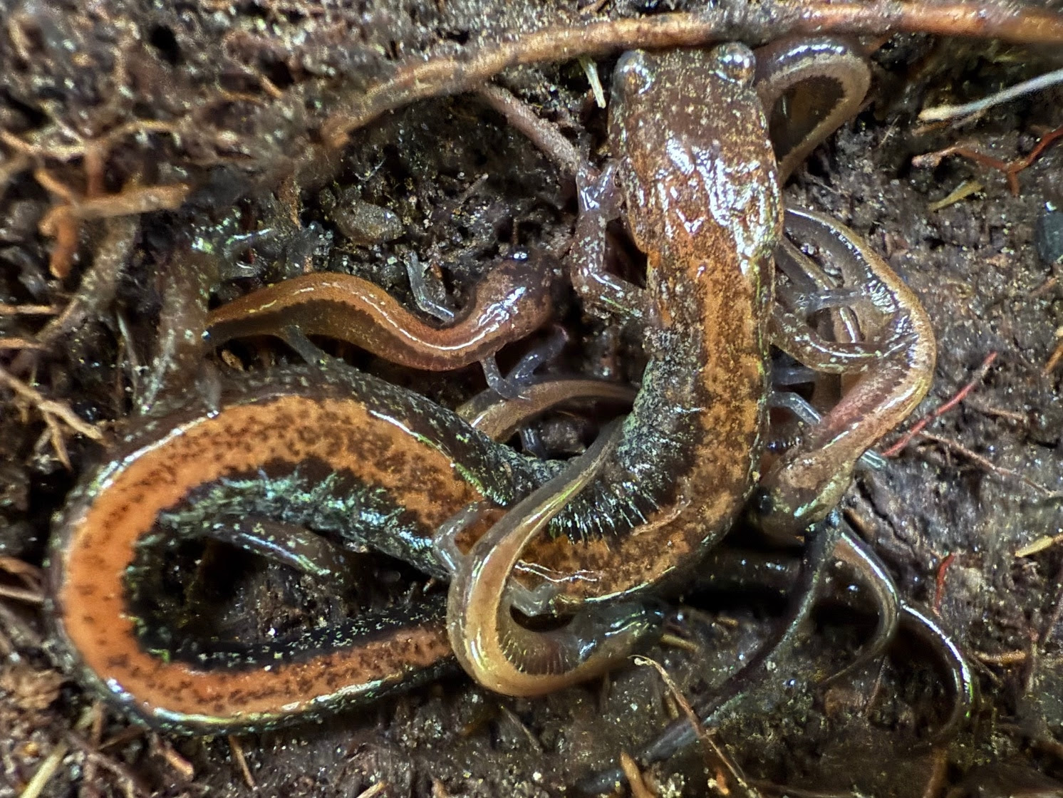 Herp Update: Snakes, Salamanders, Maine Herps, and Instagram – September 6, 2025