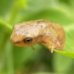 P. crucifer, Huntington, August 29, 2023, Erin Talmage, metamorph