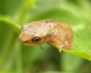 a small brown frog (Spring Peeper) rests on a green leaf