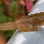 P. crucifer, Huntington, August 29, 2023, Erin Talmage, metamorph with tail