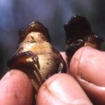 P. crucifer male & female in fingers