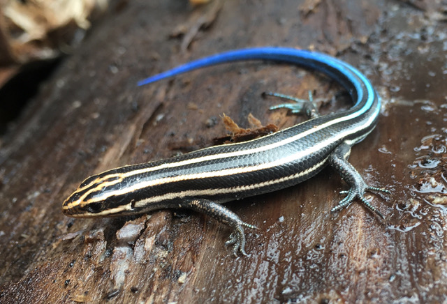 Herp Update: news, upcoming migration, skink, snakes — April 13, 2022