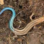 P. fasciatus, Benson