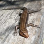 P. fasciatus Elaine Blodgett