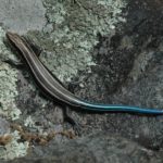 P. fasciatus juv on rock C. Slesar