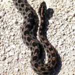 Pygmy-Rattlesnake-Sistrurus-miliarus-Florida-March-2022-Andrews.jpeg