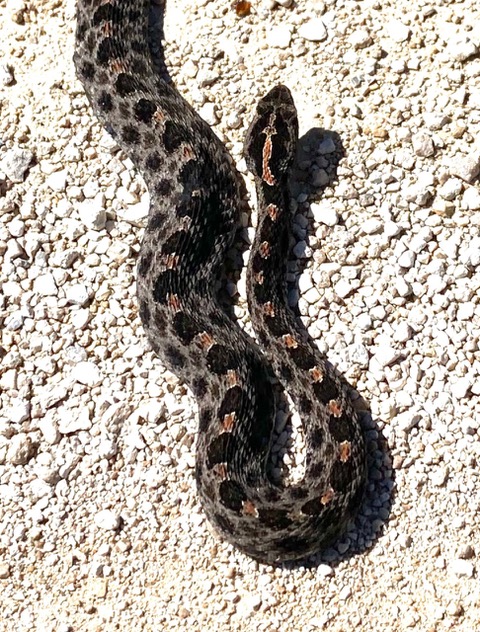 head and main body of a Pygmy Rattlesnake on white gravel. Snake is greay with dark charcoal and brown dorsal spots and markings.