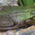 R. clamitans adult dorsal&side on rock Etter