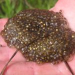 R. palustris egg mass in hand