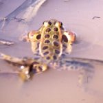 R. pipiens-swimming