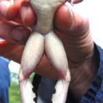 R. pipiens-vent_1