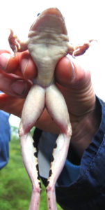 Underside (ventral view) of Northern Leopard Frog (Lithobates pipiens). Photo of frog held in a human hand by Kiley Briggs and used with permission.