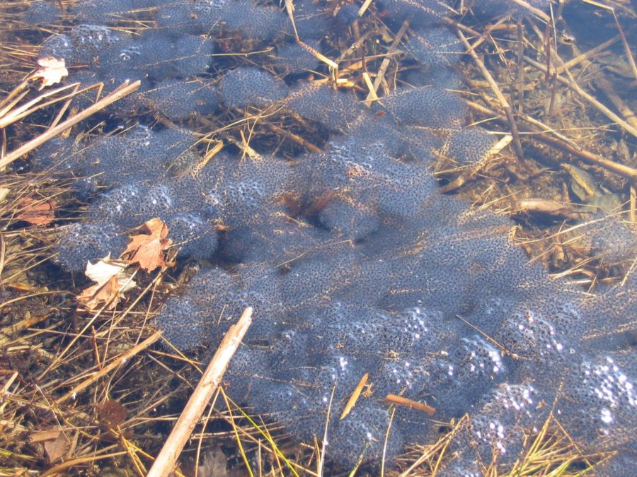 Lithobates sylvaticus Wood Frog Vermont Reptile and Amphibian Atlas