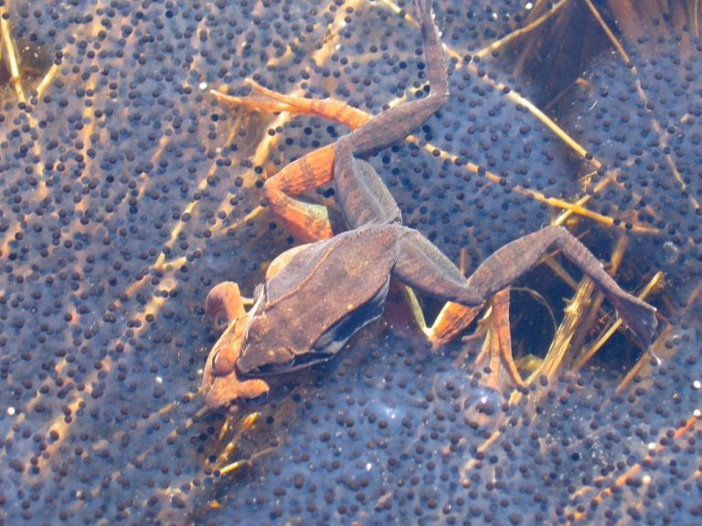 Lithobates sylvaticus Wood Frog Vermont Reptile and Amphibian Atlas