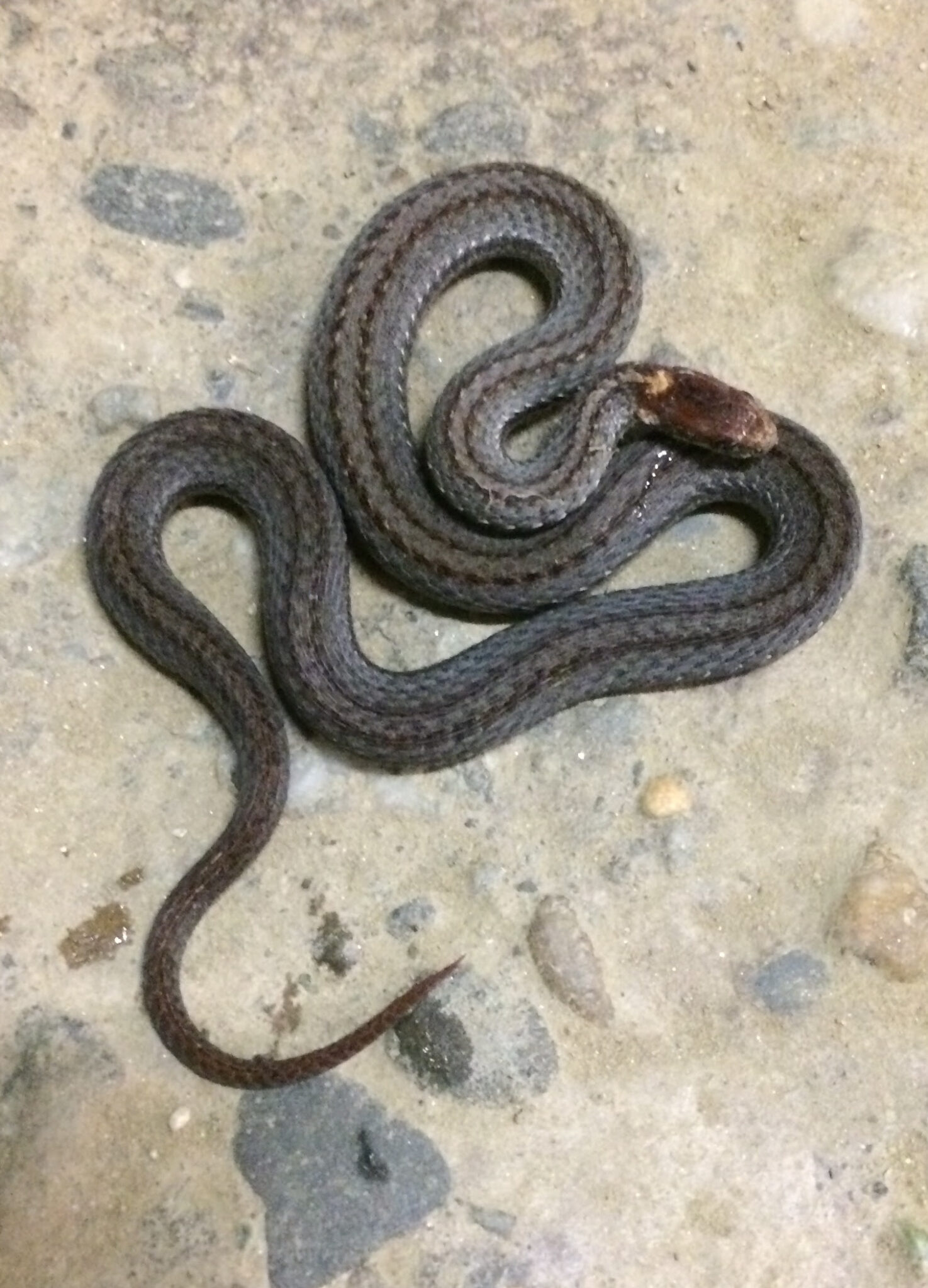 Red-bellied light neck markings, Heather Bushey | Vermont Reptile and ...
