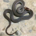 Red-bellied light neck markings, Heather Bushey