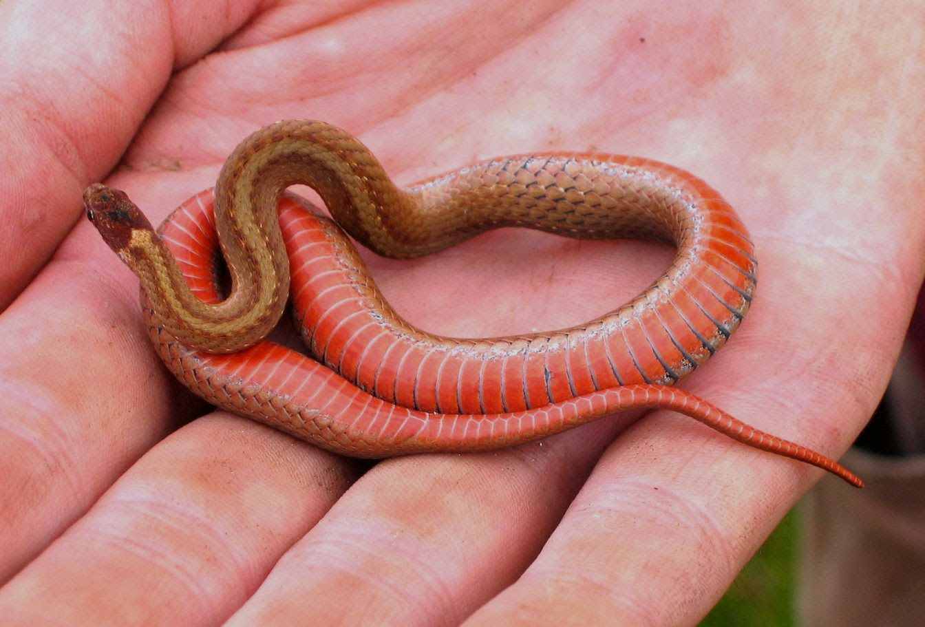 Herp Update: Dead Creek Wildlife Festival, Snake Migration – October 3, 2025